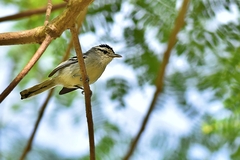 Herpsilochmus atricapillus