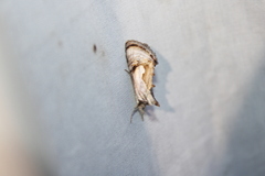 Chrysanympha formosa