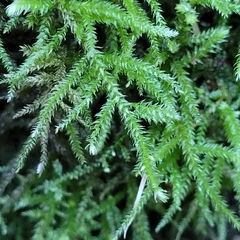Eurhynchium striatum