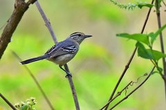 Herpsilochmus atricapillus
