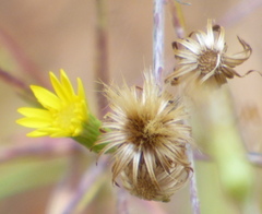 Chrysopsidinae