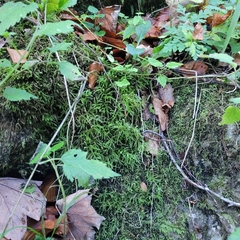 Eurhynchium striatum