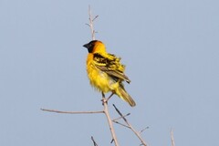 Ploceus cucullatus bohndorffi