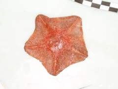 Anseropoda placenta image