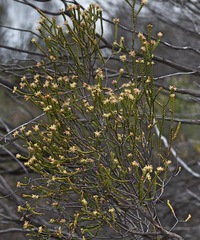Passerina