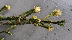 Passerina