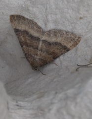 Larentia clavaria