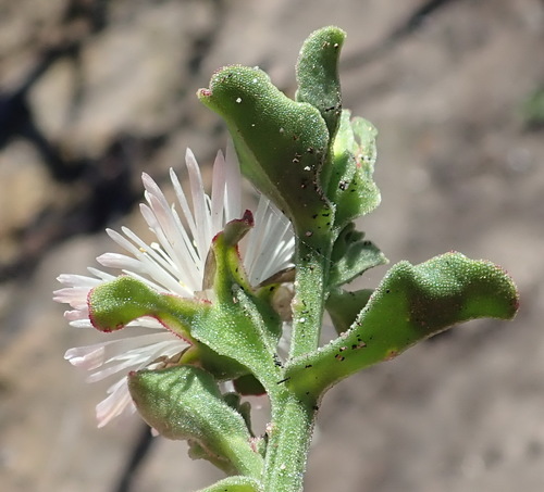 Mesembryanthemum aitonis Jacq. 2
