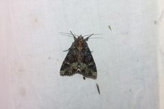 Apamea amputatrix
