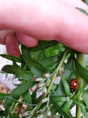 Harmonia axyridis