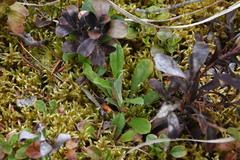 Antennaria howellii