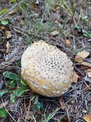 Amanita