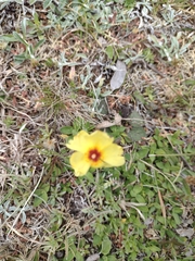 Crocanthemum brasiliense