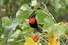 Chalcomitra senegalensis