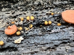 Scutellinia erinaceus
