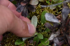 Antennaria howellii