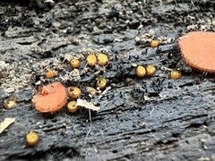 Scutellinia erinaceus