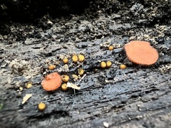 Scutellinia erinaceus