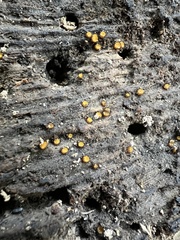 Scutellinia erinaceus