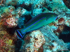 Pseudojuloides cerasinus