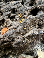 Scutellinia erinaceus