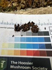 Scutellinia erinaceus