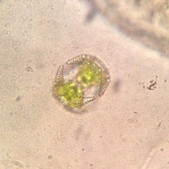 Staurastrum cerastes