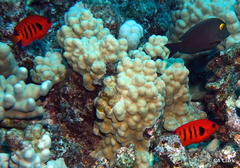 Centropyge loriculus