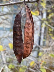 Cercis occidentalis