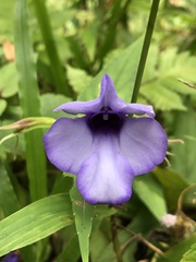 Torenia siamensis