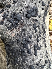 Annulohypoxylon annulatum