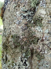 Pleurosticta acetabulum