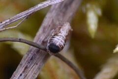 Dryinidae