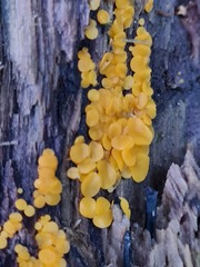 Calycina citrina