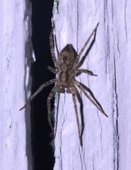 Anyphaena