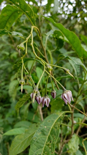 Solanum confusum · iNaturalist