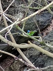 Tangara cyanocephala