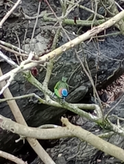 Tangara cyanocephala