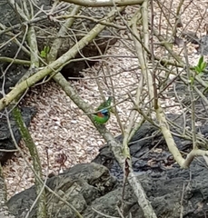 Tangara cyanocephala