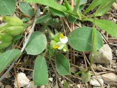 Tripodion tetraphyllum