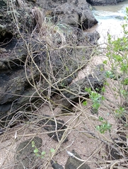 Tangara cyanocephala