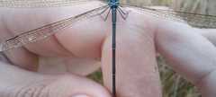 Lestes virgatus