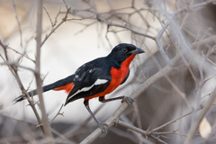 Laniarius atrococcineus