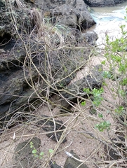 Tangara cyanocephala