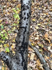 Annulohypoxylon annulatum
