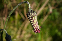 Chaptalia arechavaletae