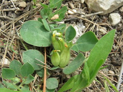 Tripodion tetraphyllum