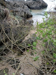 Tangara cyanocephala