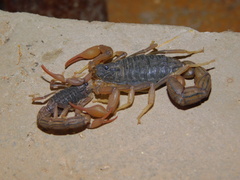 Hottentotta ugandaensis