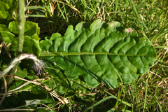 Chaptalia arechavaletae